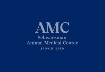 AMC Vet Camp: Online! August Session