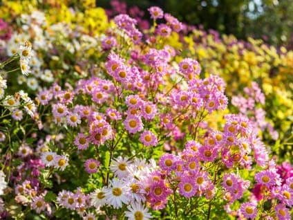Conservatory Garden Tour