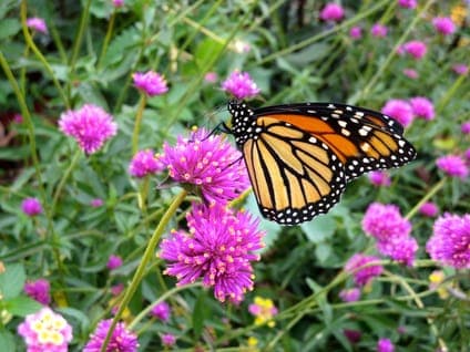 Summer Pollinator Walk